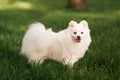 Cute white spitz dog outdoor Royalty Free Stock Photo