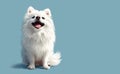 Cute white spitz watercolor portrait painting. Illustrated dog puppy, isolated on blue background Royalty Free Stock Photo