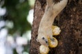 Cute white squirrel eating corn on the tree