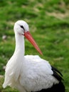 The cute white stork close up portrait Royalty Free Stock Photo