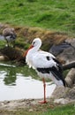 The cute white stork close up portrait Royalty Free Stock Photo