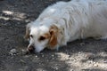 Cute white stray dog in greece Royalty Free Stock Photo