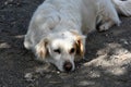 Cute white stray dog in greece