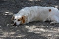 Cute white stray dog in greece