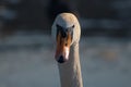 Portrait of a Distinguished White Swan.