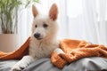 A cute white Swiss shepherd puppy lies on his bed and is covered with a brown blanket. Funny pets resting Royalty Free Stock Photo