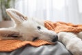 A cute white Swiss shepherd puppy lies on his bed and is covered with a brown blanket. Funny pets resting Royalty Free Stock Photo