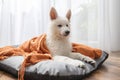 A cute white Swiss shepherd puppy lies on his bed and is covered with a brown blanket. Funny pets resting Royalty Free Stock Photo