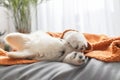A cute white Swiss shepherd puppy lies on his bed covered with a brown knitted blanket and covers his face with his paws Royalty Free Stock Photo