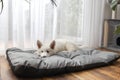 A cute white Swiss shepherd puppy lies on his bed and has his nose buried in it. New pet at home Royalty Free Stock Photo