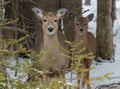 Cute White tailed Deer doe in snow with fawn looking at you Royalty Free Stock Photo