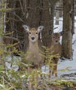 Cute White tailed Deer doe in snow with fawn looking at you Royalty Free Stock Photo