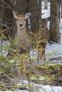 Cute White tailed Deer doe in snow with fawn looking at you Royalty Free Stock Photo