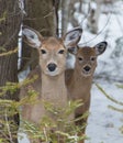 Cute White tailed Deer doe in snow with fawn looking at you Royalty Free Stock Photo