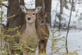 Cute White tailed Deer doe in snow with fawn looking at you Royalty Free Stock Photo