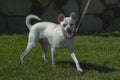 Cute white and tan Chihuahua puppy dog happy face with tongue out leash training on the grass