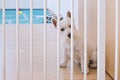 Cute white terrier puppy sitting behind dog fence Royalty Free Stock Photo