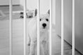 Cute white terrier puppy stay behind dog fence Royalty Free Stock Photo