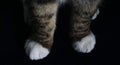 White tiger cat paws isolated Royalty Free Stock Photo