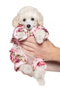 Toy poodle puppy in fashionable clothes Royalty Free Stock Photo