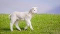 Cute white Welsh Spring Lamb walking side profile on green fresh grass and blue sky