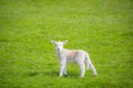 Cute white Welsh Spring Lamb walking side profile on green fresh green grass copyspace