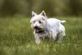 Little white dog walking outdoors over grass