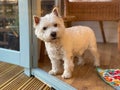 A cute white west highland terrier dog standing at the entrance of a door Royalty Free Stock Photo