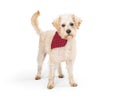 Cute Wheaten Terrier Crossbreed Dog Standing