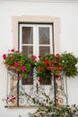 Cute white window with red flowers on the balcony in Portugal Royalty Free Stock Photo
