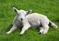 White Wooly Lamb Resting in the Sunshine in the Spring Royalty Free Stock Photo