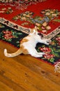 Cute white and yellow cat living in the home environment and resting on the carpet tired of playing Royalty Free Stock Photo