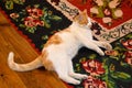 Cute white and yellow cat living in the home environment and resting on the carpet tired of playing Royalty Free Stock Photo