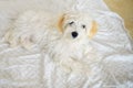 Cute white young maltese dog