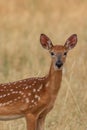 Cute Whitetail Deer Fawn Close Up Royalty Free Stock Photo