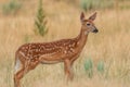 Cute Whitetail Deer Fawn Royalty Free Stock Photo