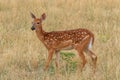 Whitetail Deer Fawn Royalty Free Stock Photo