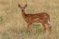 Cute Whitetail Deer Fawn Royalty Free Stock Photo