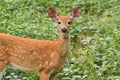 Whitetail Deer Fawn Standing In Bean Field Royalty Free Stock Photo