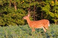 Whitetail Deer Fawn Standing In Bean Field Royalty Free Stock Photo