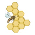 Cute wholesome bee. Colored isolated vector illustration