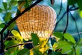 Cute wicker vintage floor lamp in green garden branches.