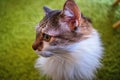 Close up portrait of long haired calico cat