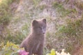 Cute wild animal baby, Arctic fox cub or Vulpes lagopus in natural habitat