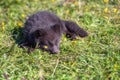 Arctic fox cub or Vulpes lagopus in natural habitat, cute wild animal baby Iceland