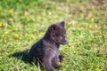 Arctic fox cub or Vulpes lagopus in natural habitat, cute wild animal baby Iceland