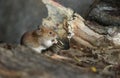 A cute wild Bank Vole, Myodes glareolus eating a nut sitting on a log in woodland in the UK.