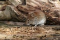 A cute wild Bank Vole, Myodes glareolus foraging for food in a log pile at the edge of woodland.