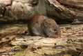 A cute wild Bank Vole, Myodes glareolus foraging for food in a log pile at the edge of woodland.