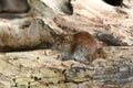 A cute wild Bank Vole, Myodes glareolus foraging for food in a log pile at the edge of woodland in the UK.